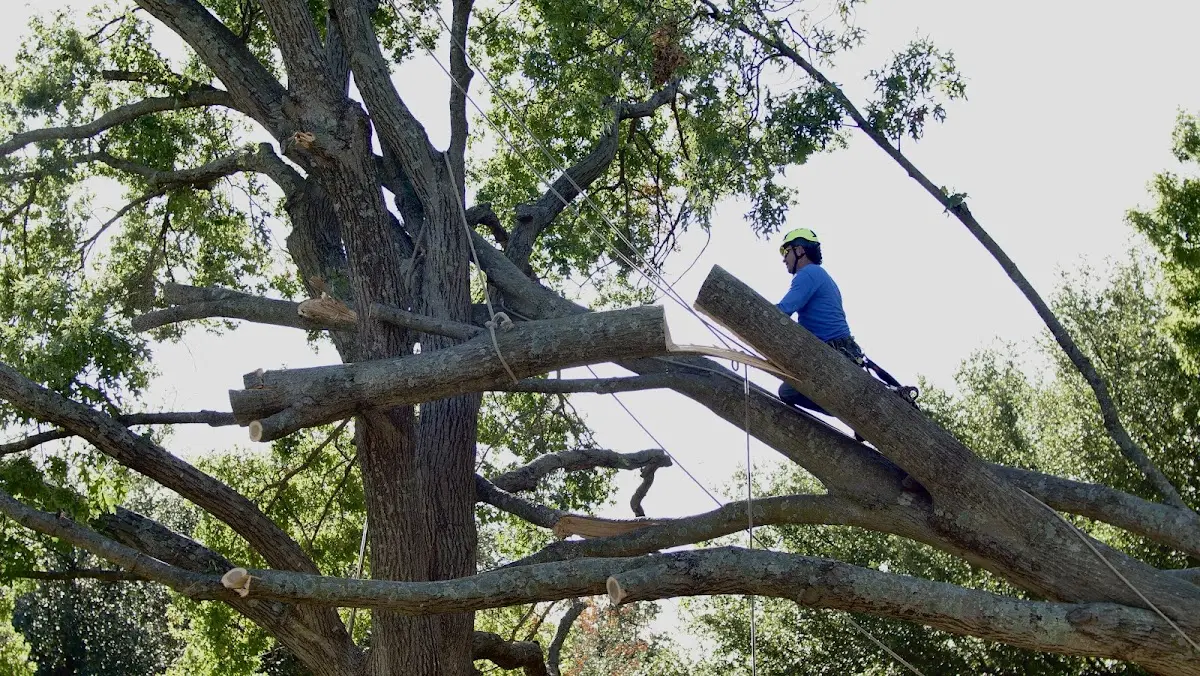 Professional Crown Thinning performed by certified arborists in West Middlesex